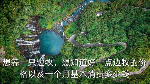 蚌埠邊牧價格多少,隕石邊牧價格一般多少