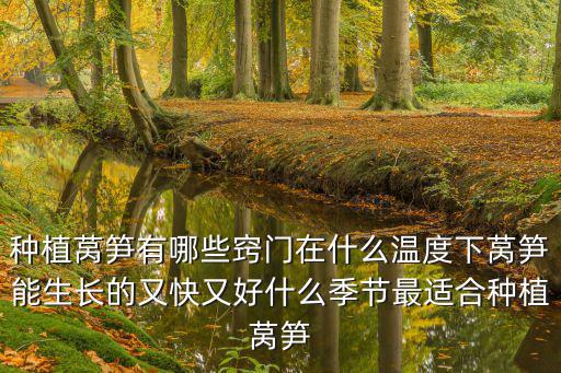 種植萵筍有哪些竅門在什么溫度下萵筍能生長的又快又好什么季節最適合種植萵筍