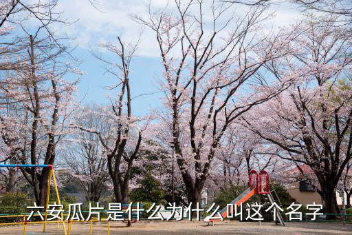 六安瓜片茶一次用多少,六安瓜片是什么