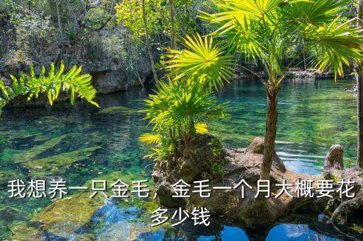 保定金毛多少錢一個(gè),金毛一個(gè)月大概要花多少錢