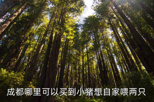 成都哪里可以買到小豬想自家喂兩只