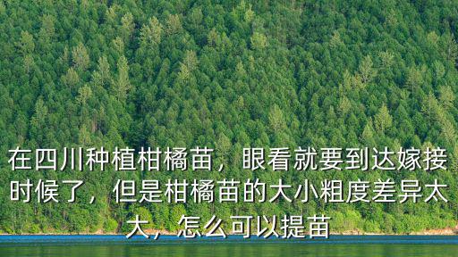 四川柑橘苗哪里多,四川種植的柑橘品種多