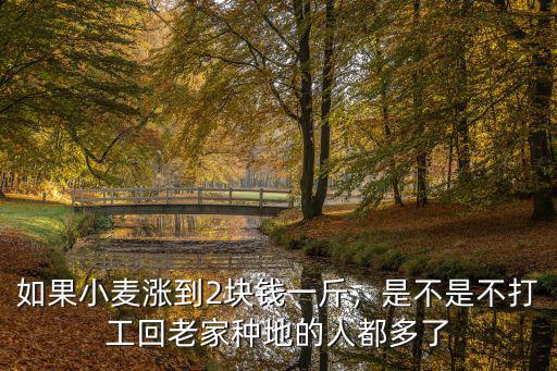 安徽省太和縣小麥多少錢一斤,被小雨淋過的小麥多少錢一斤