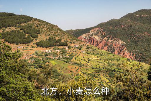 北方，小麥怎么種