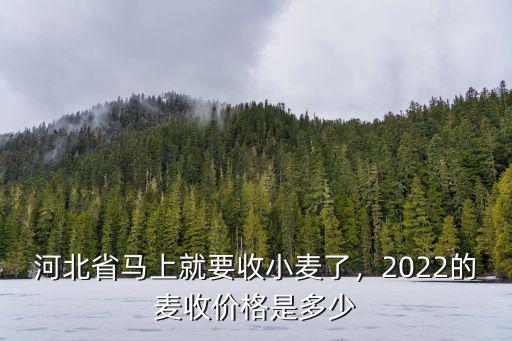 河北省收購小麥多少錢一噸,今年夏糧小麥多少錢一斤