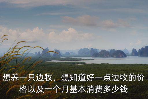 保定邊牧多少錢,買一只邊牧需要多少錢