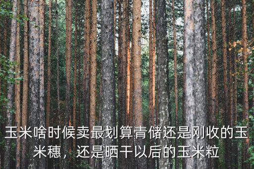 今年河北地頭濕玉米穗多少錢,今年新玉米多少錢出手不虧錢