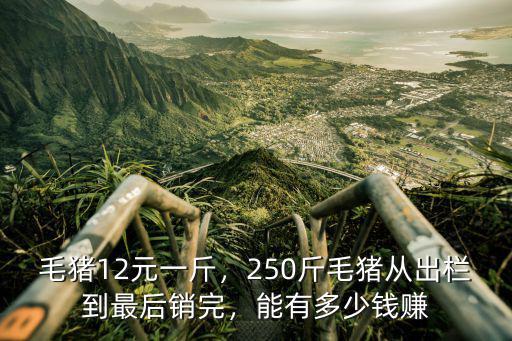 毛豬12元一斤，250斤毛豬從出欄到最后銷完，能有多少錢賺