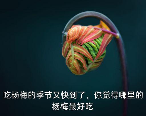 成都哪里的楊梅最有名,哪里的楊梅最好吃