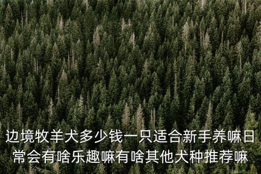 保定邊牧犬多少錢一只,邊境牧羊犬多少錢一只