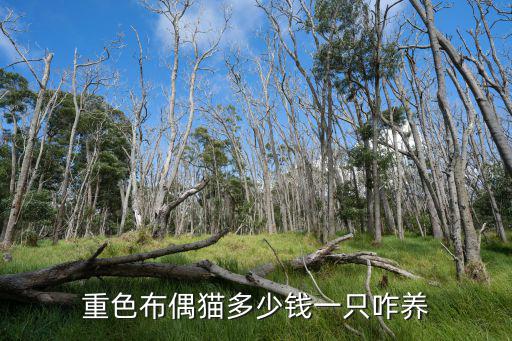 布偶貓多少錢一只在合肥,重色布偶貓多少錢一只