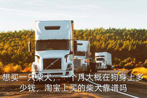 邯鄲的柴犬多少錢一只,想養一只柴犬