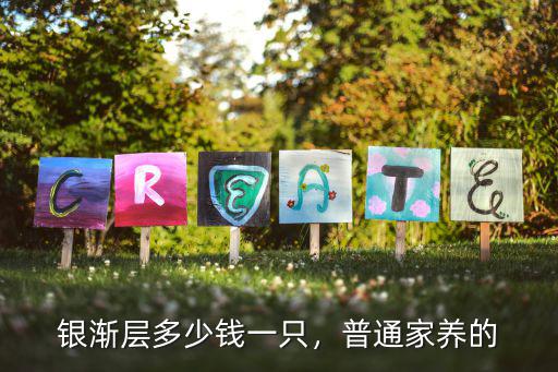 邯鄲英短漸層多少錢,銀漸層多少錢一只