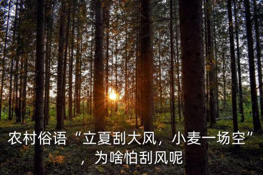 農村俗語“立夏刮大風，小麥一場空”，為啥怕刮風呢