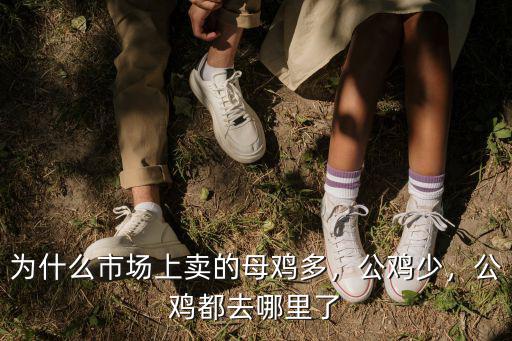 濮陽市哪里有賣公雞,公雞都去哪里了