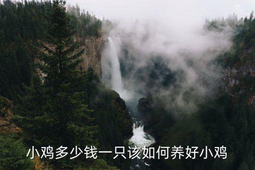安徽小雞苗多少錢一只,小雞多少錢一只