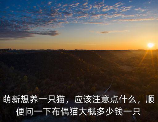 萌新想養一只貓，應該注意點什么，順便問一下布偶貓大概多少錢一只