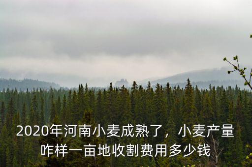 2020年河南小麥成熟了，小麥產量咋樣一畝地收割費用多少錢