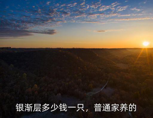 銀漸層多少錢一只，普通家養(yǎng)的