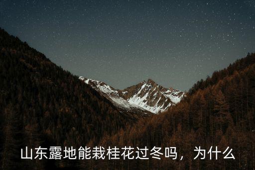 從湖北移植桂花到山東怎么過冬,桂花樹怎么過冬