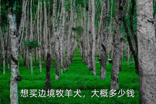 石家莊牧羊犬價格多少,隕石邊牧價格一般多少