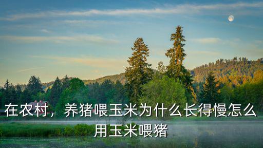 廣安哪里有玉米喂豬賣,怎么用玉米喂豬