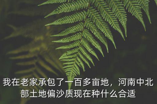 我在老家承包了一百多畝地，河南中北部土地偏沙質現在種什么合適