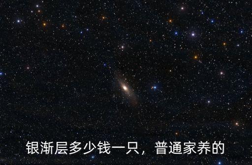 廊坊銀漸層貓多少錢一只,銀漸層貓多少錢一只