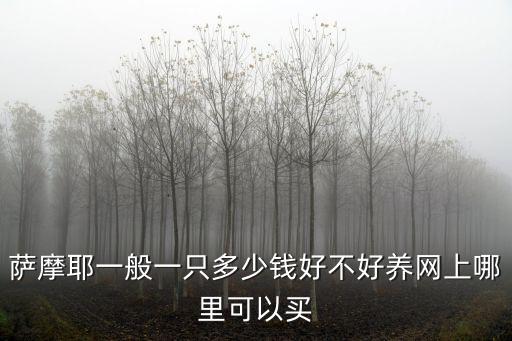 薩摩耶一般一只多少錢好不好養(yǎng)網(wǎng)上哪里可以買
