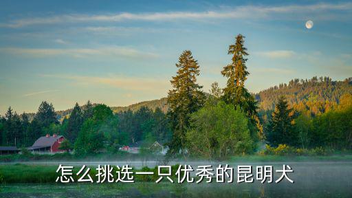 保定昆明犬多少錢一只,怎么挑選一只優秀的昆明犬