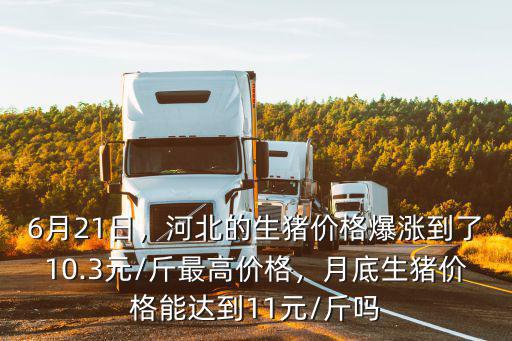 今日育肥豬價格河北價格多少,肥豬價格終于保持平穩