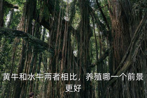 湖北黃岡養殖土黃牛前景怎么樣,黃牛養殖的前景如何