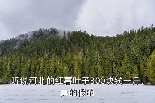 河北曲陽小紅薯多少錢一斤,能上漲多少錢一斤