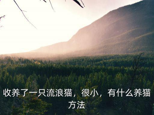 南充哪里有流浪貓收養(yǎng),收養(yǎng)了一只流浪貓