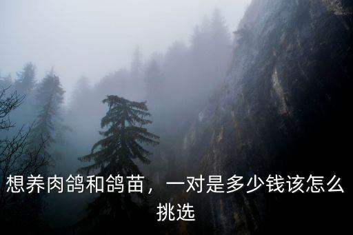 安徽白羽王肉鴿種鴿多少錢一對,一對是多少錢
