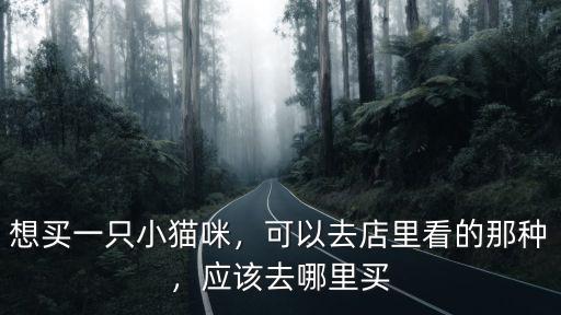 洛陽在哪里可以買到小貓咪,想買一只小貓咪