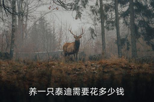 養一只泰迪需要花多少錢
