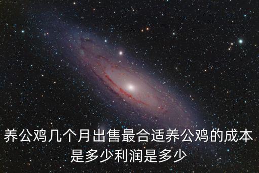 養公雞幾個月出售最合適養公雞的成本是多少利潤是多少