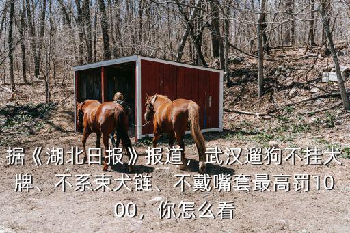 武漢2019狗證身高怎么測量,武漢怎么辦理狗證