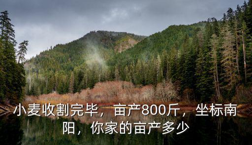 小麥?zhǔn)崭钔戤?，畝產(chǎn)800斤，坐標(biāo)南陽，你家的畝產(chǎn)多少