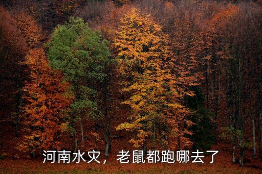 河南哪里出現(xiàn)了洪災,河南洪災你捐款了嗎