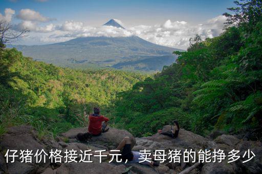仔豬價格接近千元，賣母豬的能掙多少