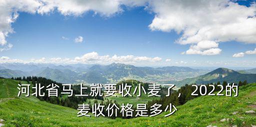 河北省保定小麥價格是多少,2022的麥收價格是多少