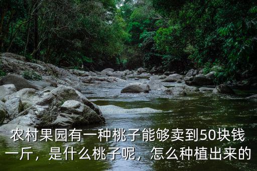 農(nóng)村果園有一種桃子能夠賣到50塊錢一斤，是什么桃子呢，怎么種植出來的