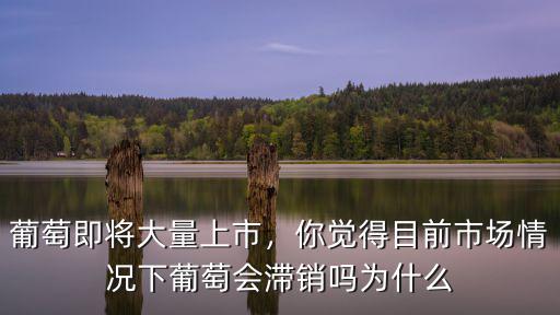 衡水滯銷葡萄多少錢一斤,近期葡萄價格多少錢一斤