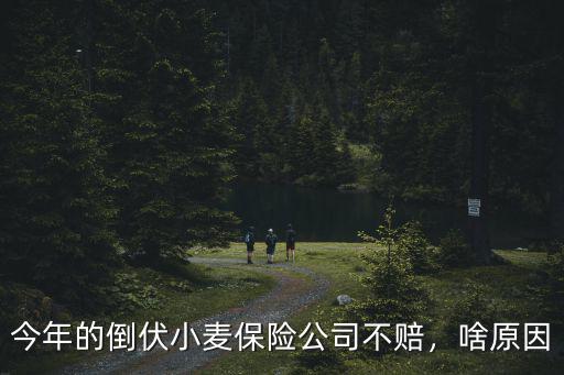 今年的倒伏小麥保險公司不賠，啥原因