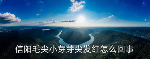 信陽紅茶是怎么回事,信陽紅茶研發(fā)有什么意義