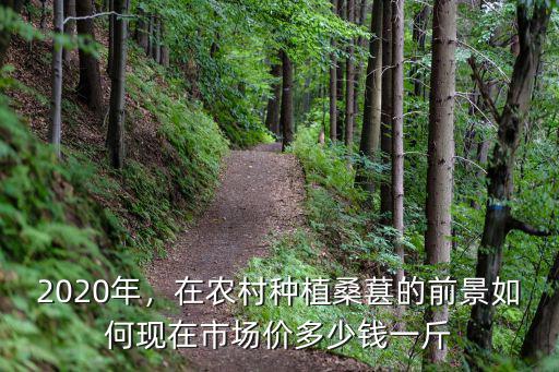 河北桑葚市場價多少錢一斤,現在市場價多少錢一斤