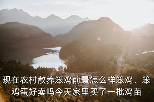 現(xiàn)在農(nóng)村散養(yǎng)笨雞前景怎么樣笨雞、笨雞蛋好賣嗎今天家里買了一批雞苗