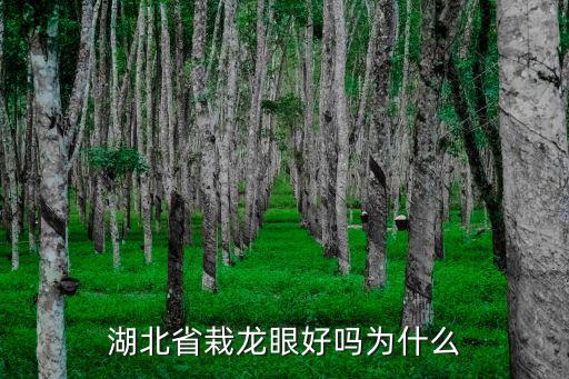 湖北省栽龍眼好嗎為什么
